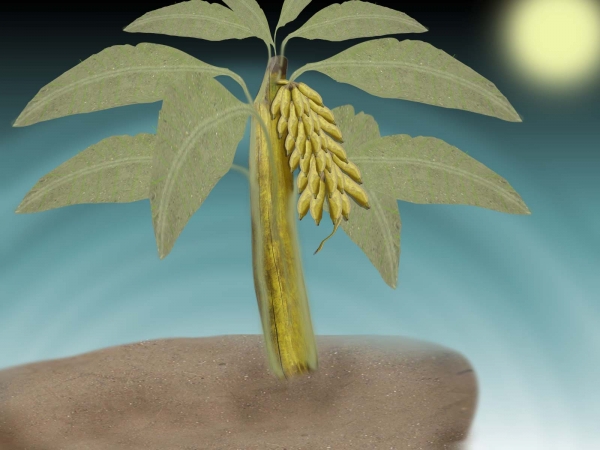 Creation of Plant with banana: Step 8